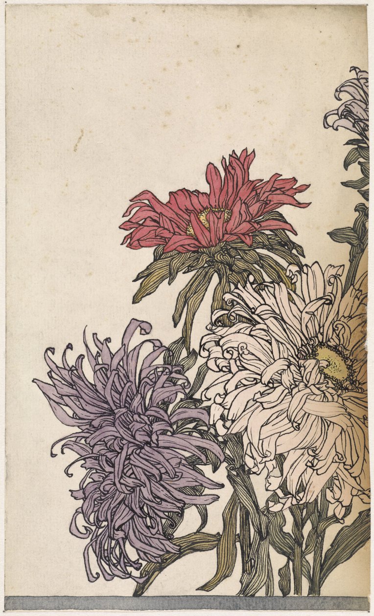 Chrysanthèmes - Julie de Graag