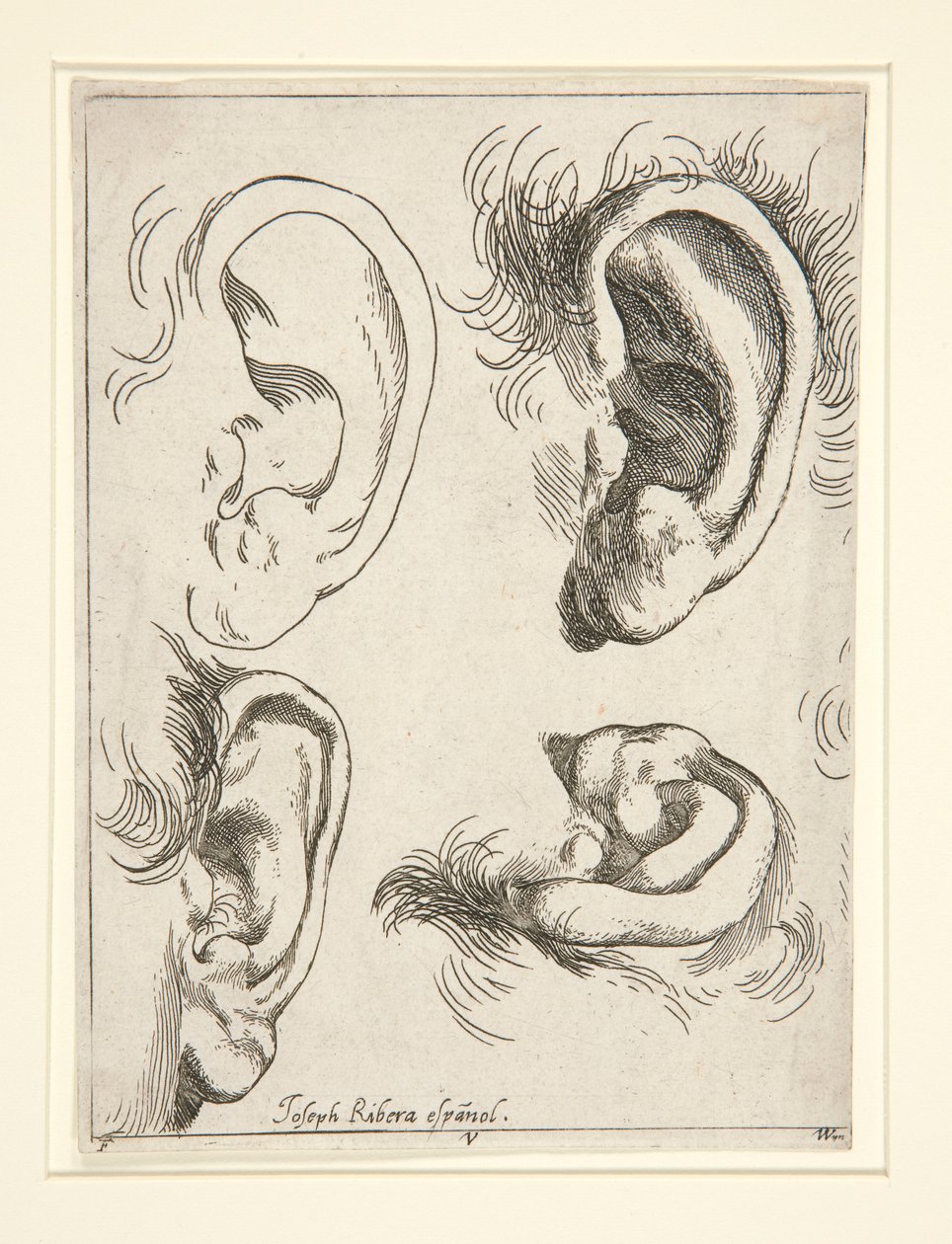 Études de quatre oreilles - Jusepe de Ribera
