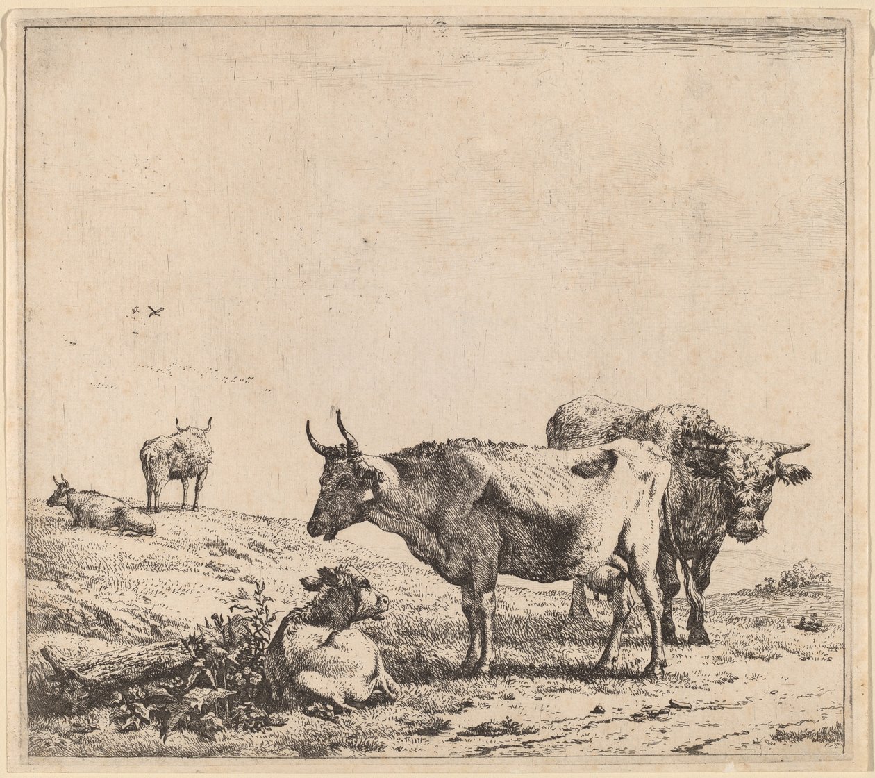 Vache, taureau et veau - Karel Dujardin