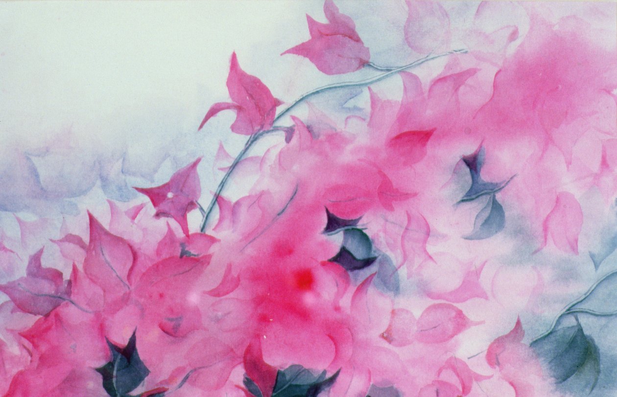Bougainvillier - Karen Armitage
