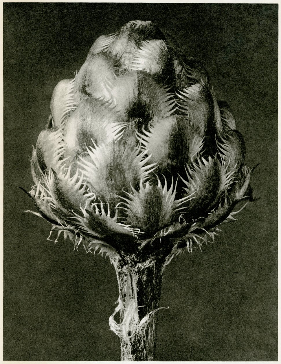 Centaurea Grecesina, 1929 - Karl Blossfeldt