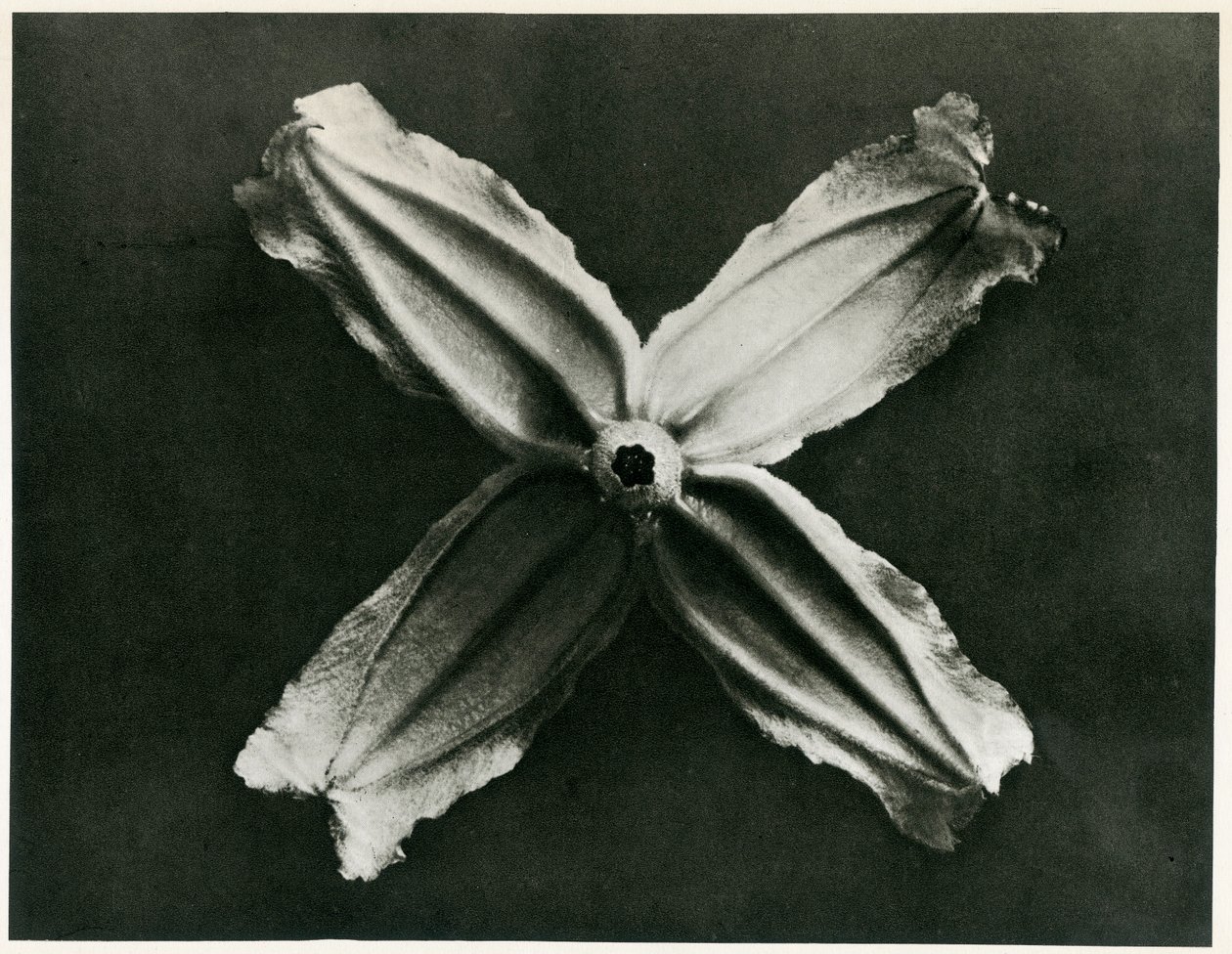 Clematis Integrifolia, 1929 - Karl Blossfeldt