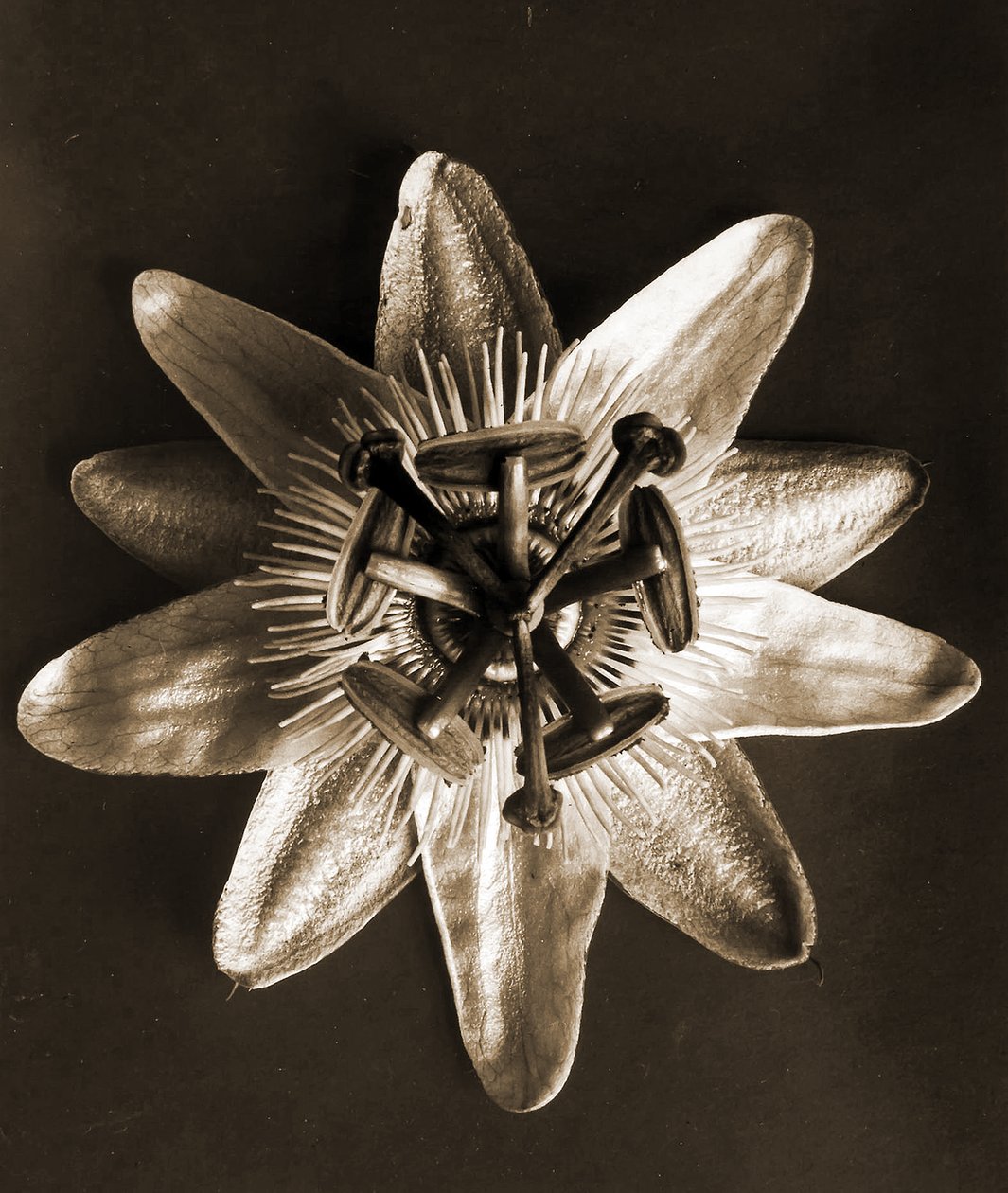 Passiflora, 1929 - Karl Blossfeldt