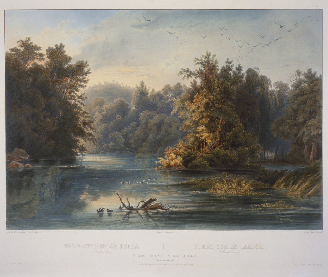 Scène de forêt sur la Lehigh - Karl Bodmer