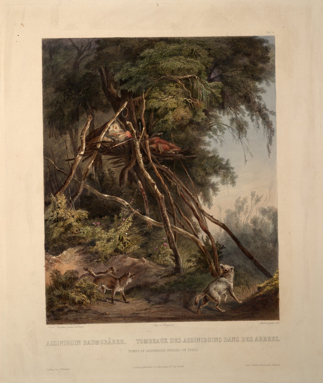 Tombes des Indiens Assiniboin sur des arbres - Karl Bodmer