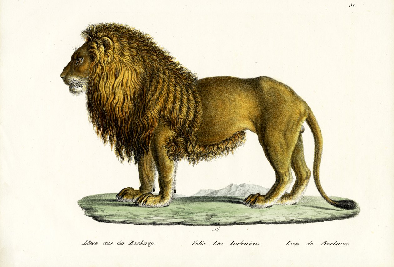 Lion de Barbarie, 1824 - Karl Joseph Brodtmann
