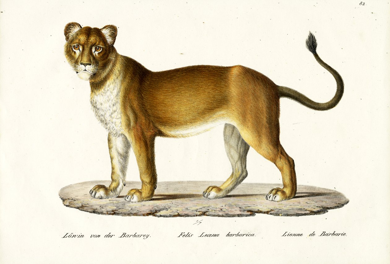 Lionne de Barbarie, 1824 - Karl Joseph Brodtmann