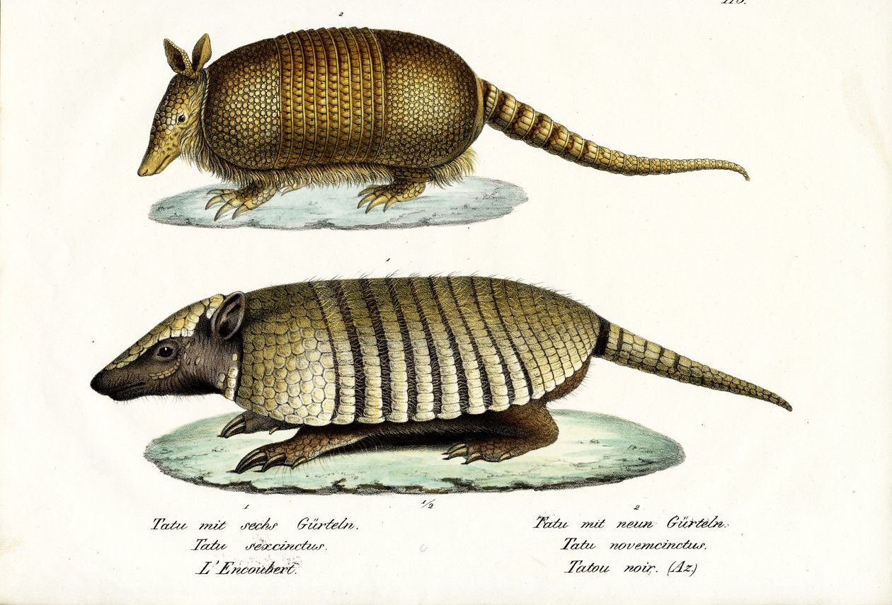Différents types de tatous, 1824 - Karl Joseph Brodtmann