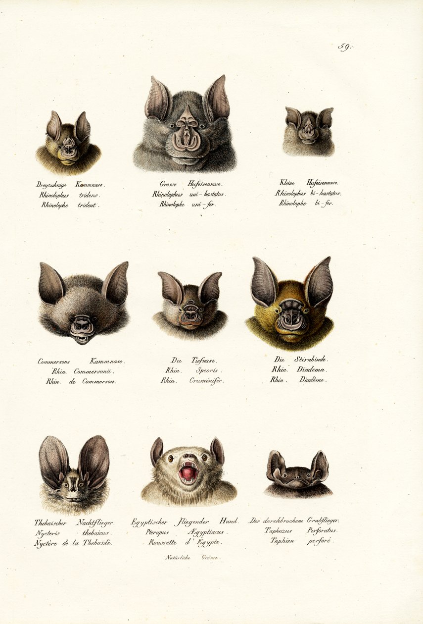 Différents types de chauves-souris, 1824 - Karl Joseph Brodtmann