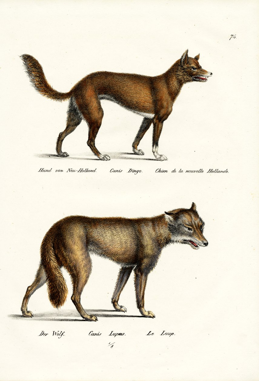 Dingo, 1824 - Karl Joseph Brodtmann