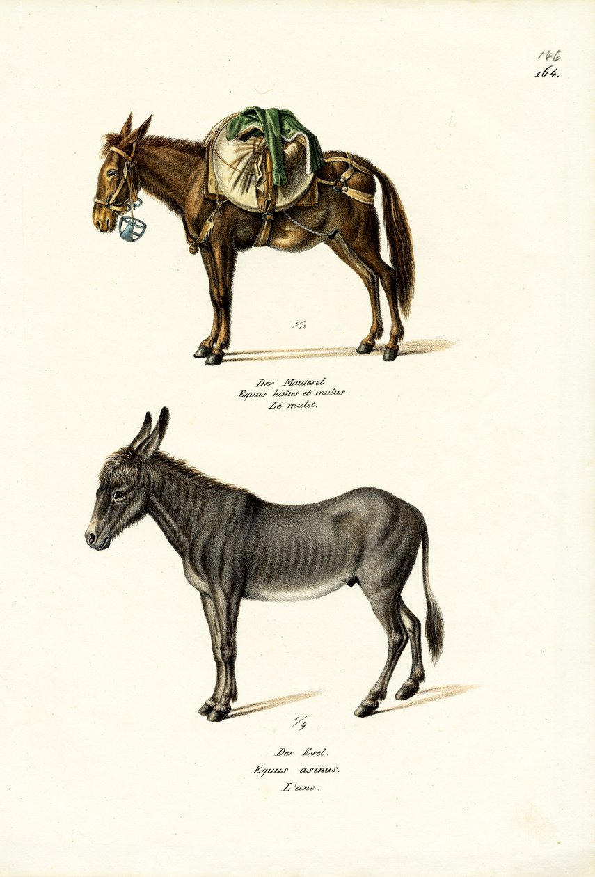 Âne, 1824 - Karl Joseph Brodtmann