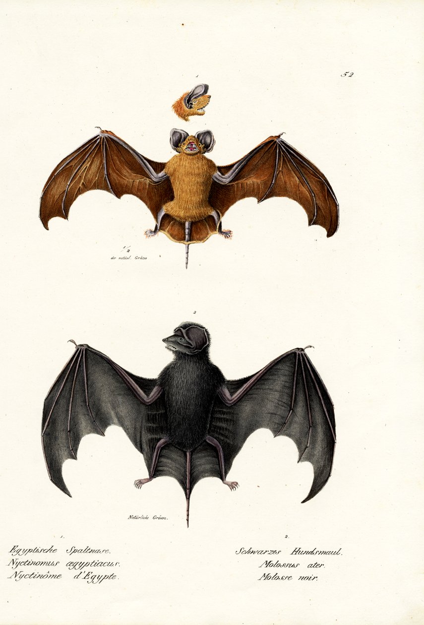 Chauve-souris à queue libre égyptienne, 1824 - Karl Joseph Brodtmann