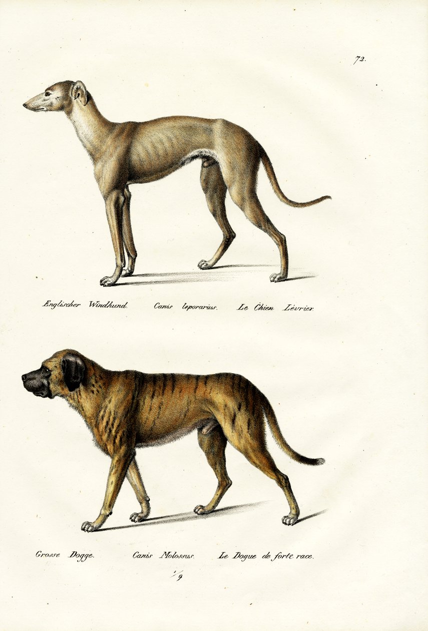 Lévrier, 1824 - Karl Joseph Brodtmann