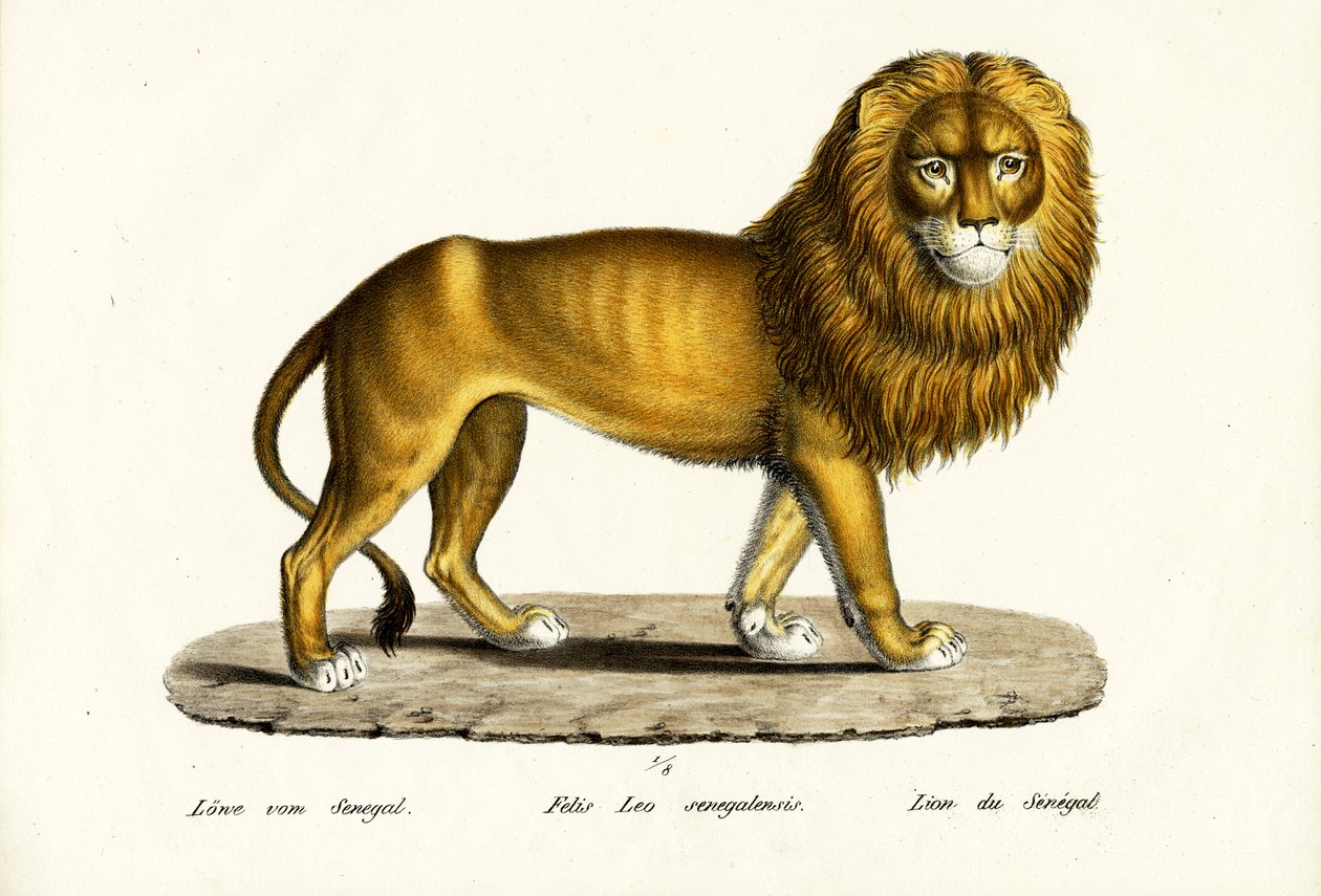 Lion du Sénégal - Karl Joseph Brodtmann