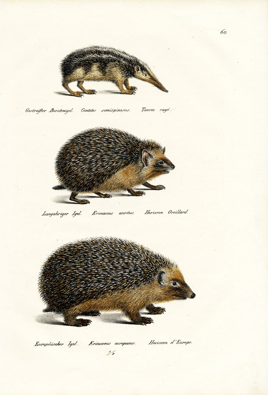 Tenrec sans queue - Karl Joseph Brodtmann