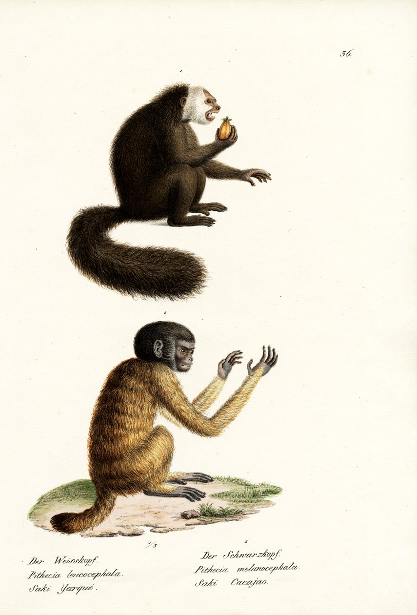 Saki blanc, 1824 - Karl Joseph Brodtmann