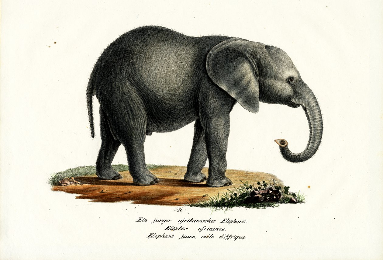 Jeune Éléphant Africain, 1824 - Karl Joseph Brodtmann