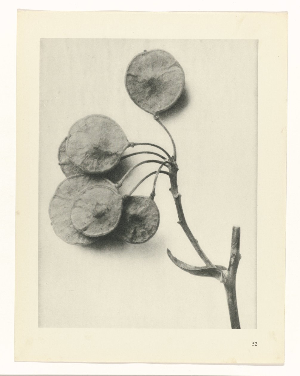 Étude de plante (Urformen der Kunst) - Karl Blossfeldt