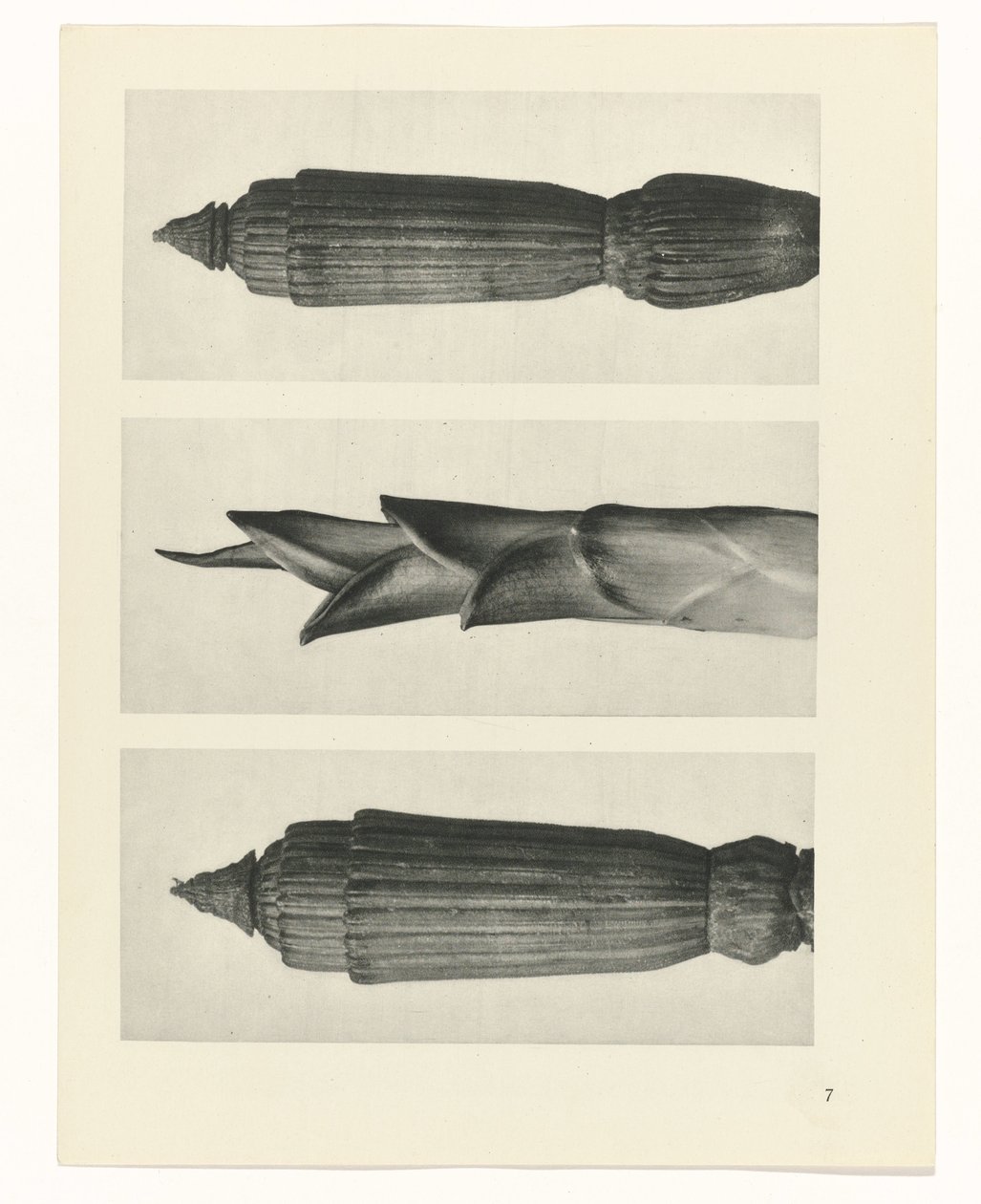 Étude de plante (Urformen der Kunst) - Karl Blossfeldt