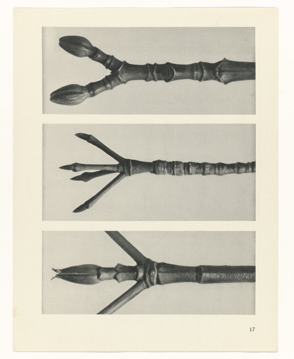 Étude de plante (Urformen der Kunst) - Karl Blossfeldt