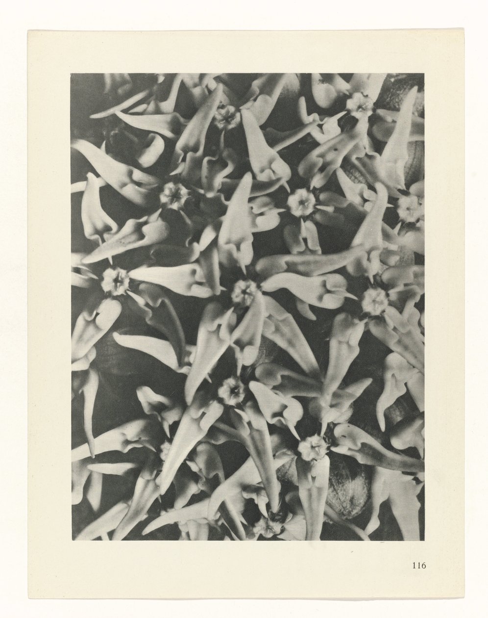Étude de plante (Urformen der Kunst) - Karl Blossfeldt