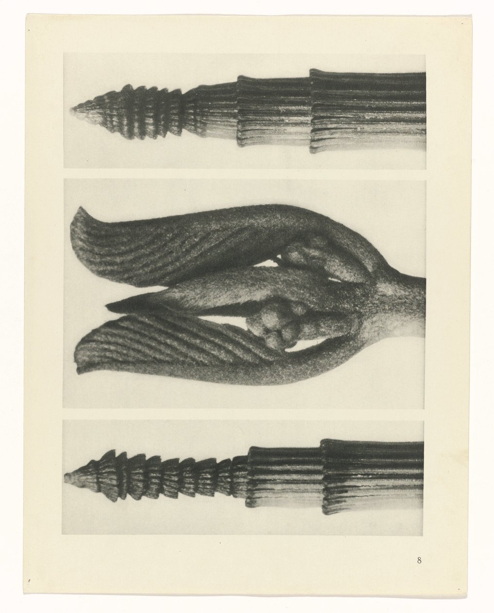 Étude de plante (Urformen der Kunst) - Karl Blossfeldt
