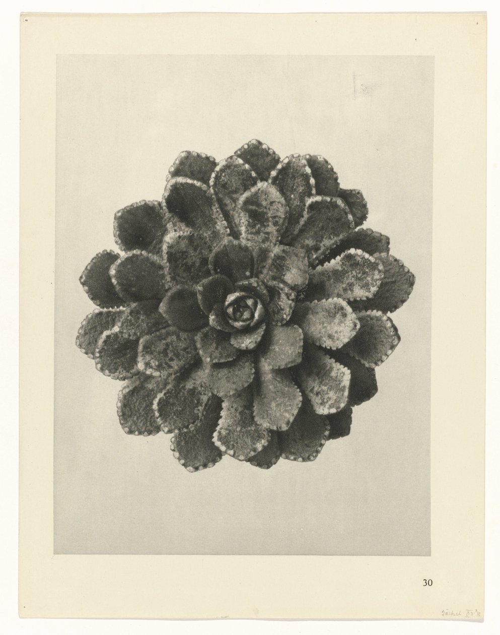 Étude de plante (Urformen der Kunst) - Karl Blossfeldt