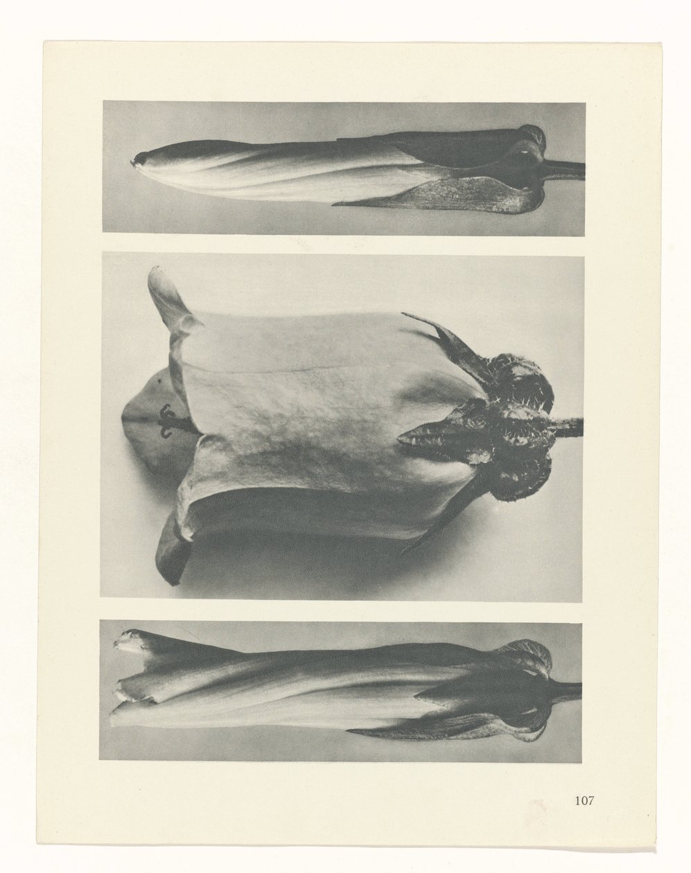 Étude de plante (Urformen der Kunst) - Karl Blossfeldt