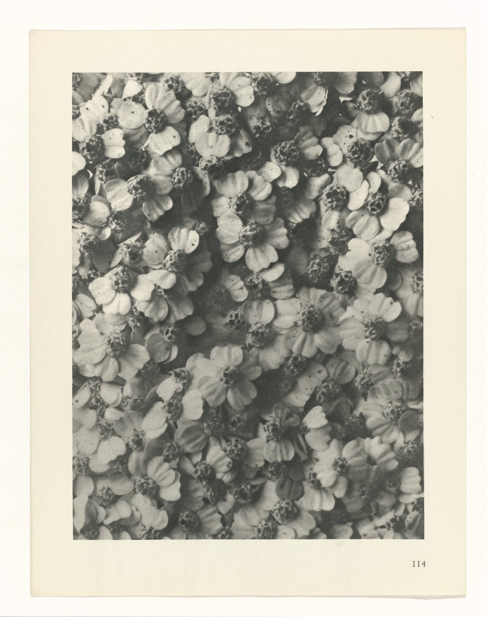 Étude de plante (série Urformen der Kunst) - Karl Blossfeldt