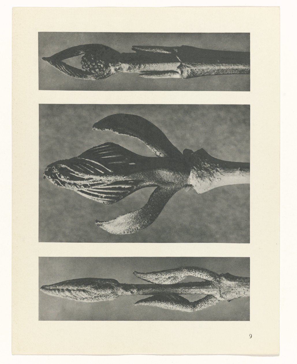Étude de plante (série Urformen der Kunst) - Karl Blossfeldt