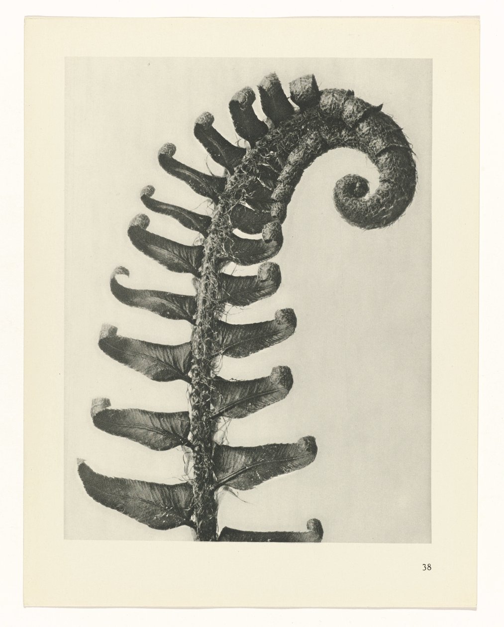 Étude de plante (Urformen der Kunst) - Karl Blossfeldt