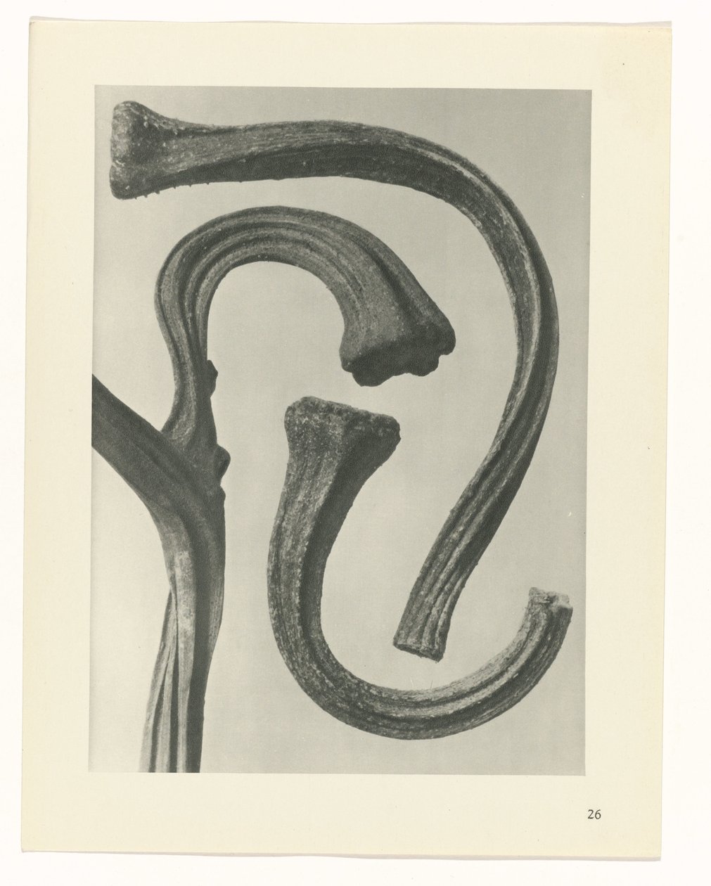 Étude de plante (Urformen der Kunst) - Karl Blossfeldt
