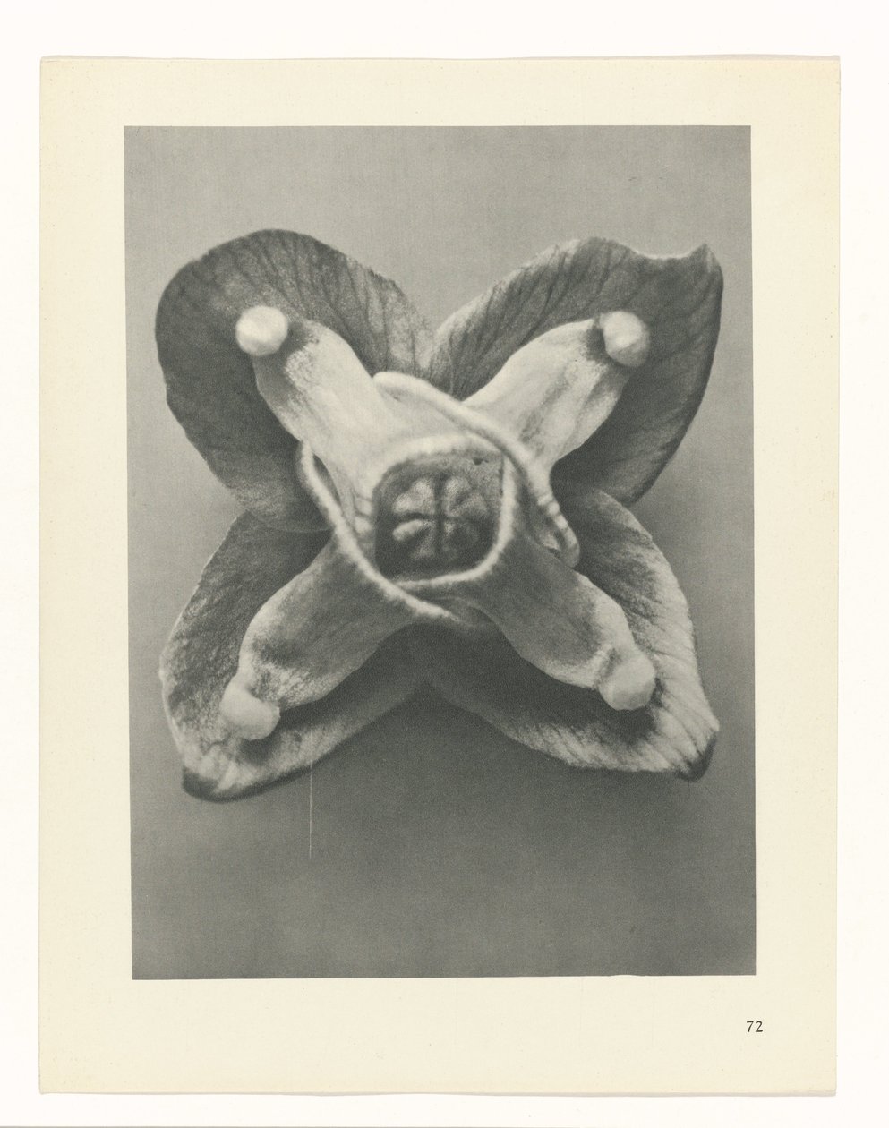 Étude de plante (Urformen der Kunst) - Karl Blossfeldt