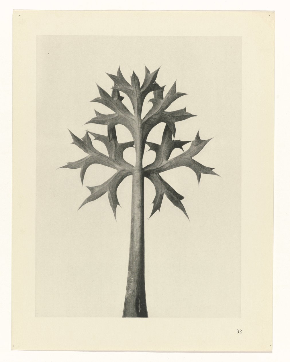 Étude de plante (Urformen der Kunst) - Karl Blossfeldt