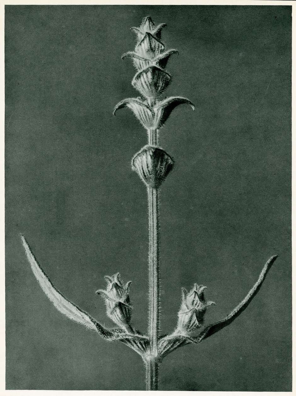 Salvia, 1929 - Karl Blossfeldt