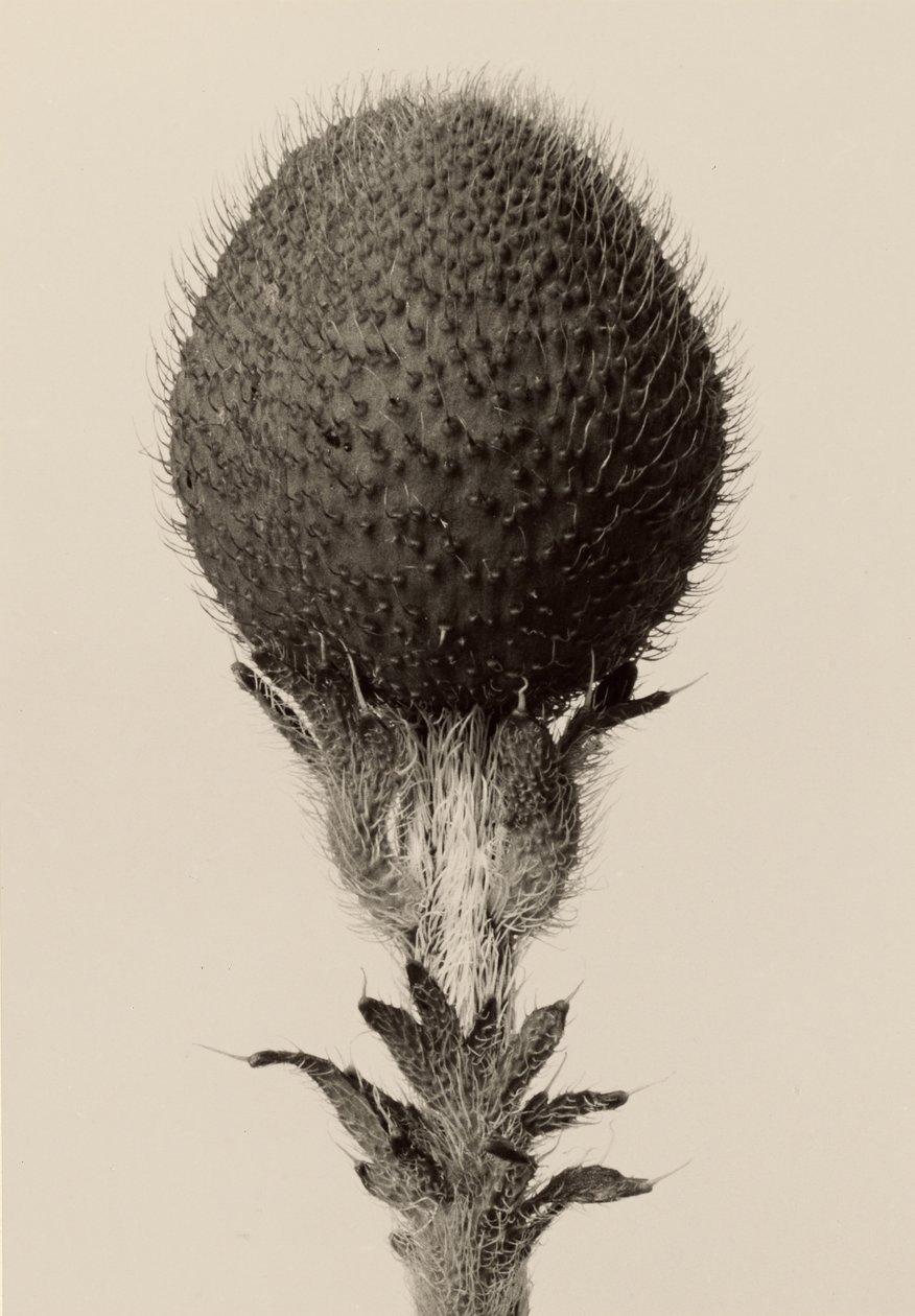 [Plante bulbeuse épineuse] - Karl Blossfeldt