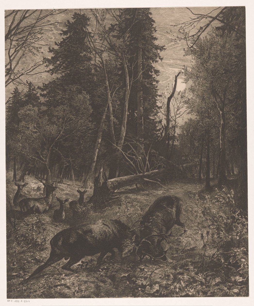 Paysage forestier avec deux cerfs combattants - Karl Bodmer