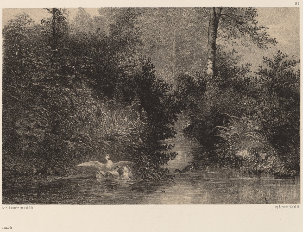 Canards - Karl Bodmer