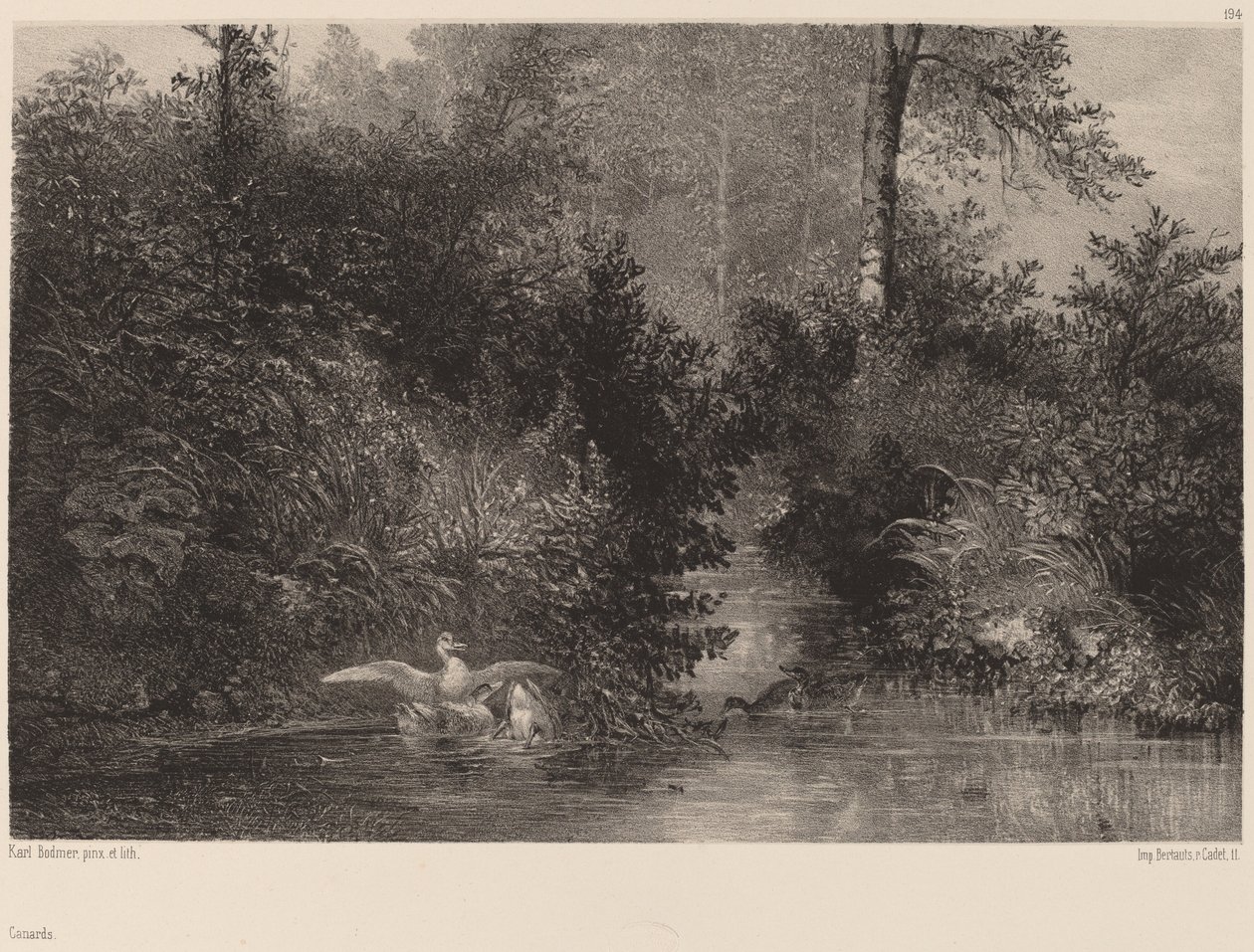 Canards - Karl Bodmer