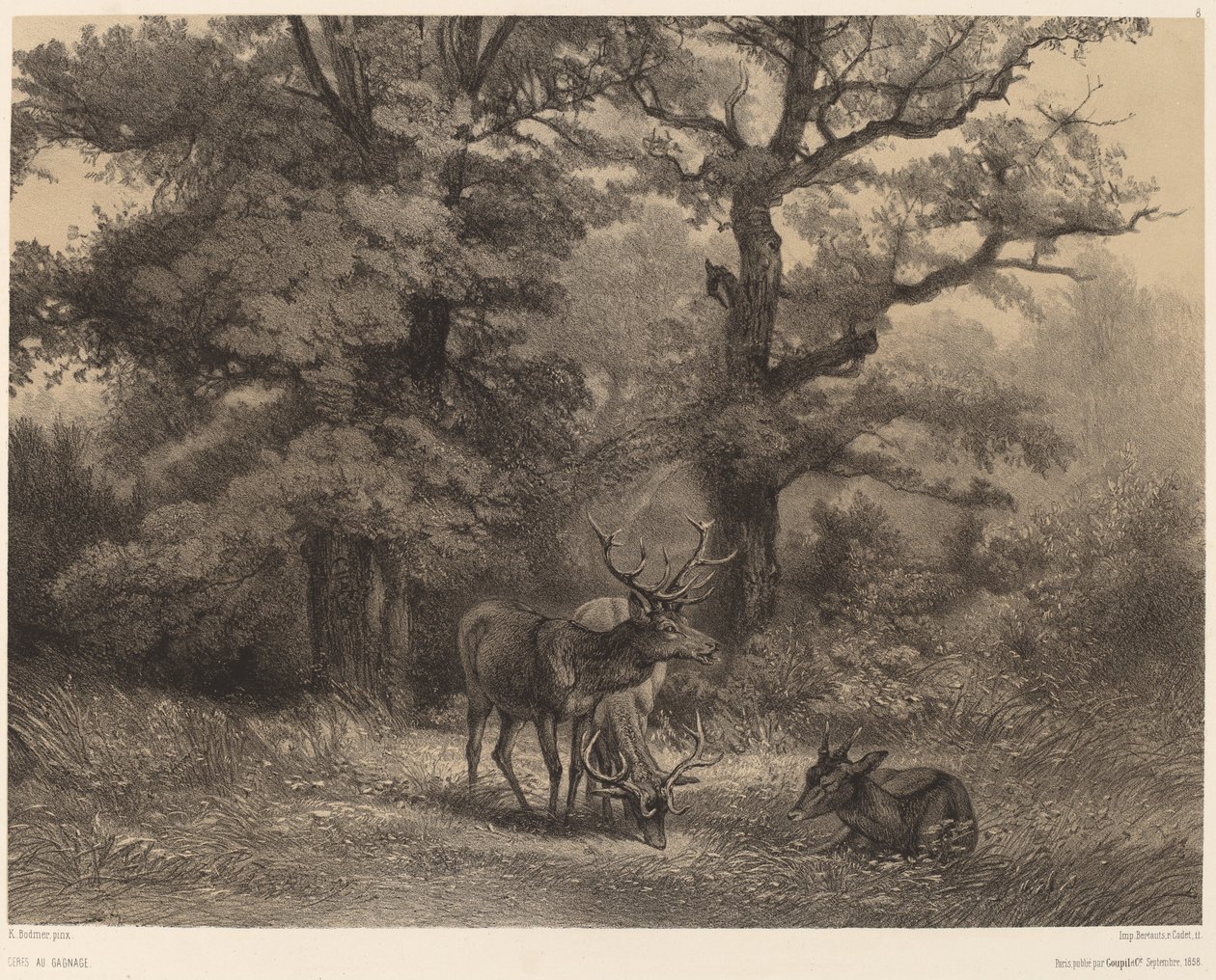 Cerfs au gagnage - Karl Bodmer