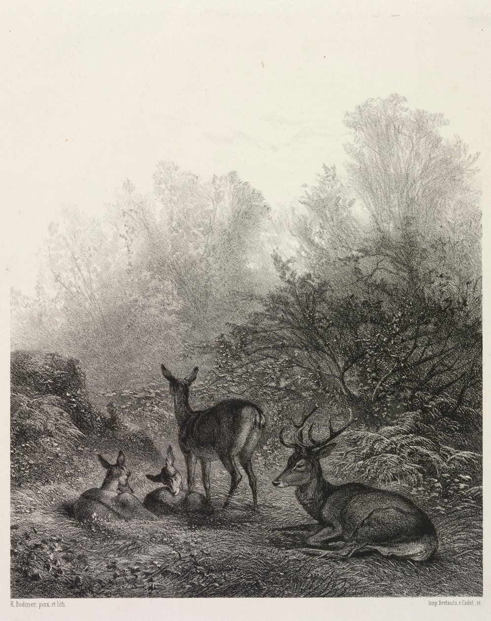 Cerf au repos - Karl Bodmer