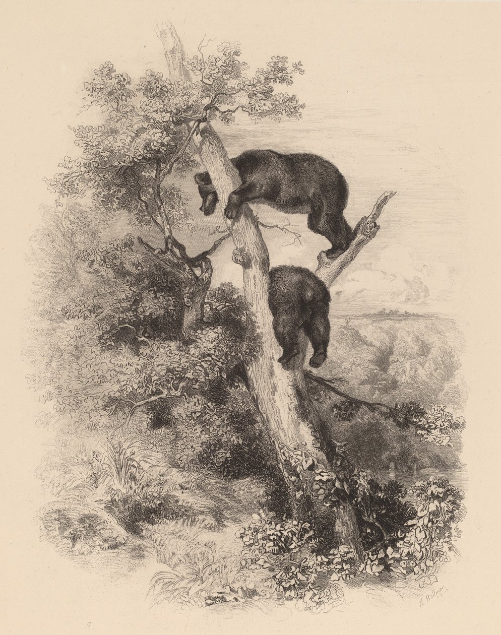 Deux ours - Karl Bodmer