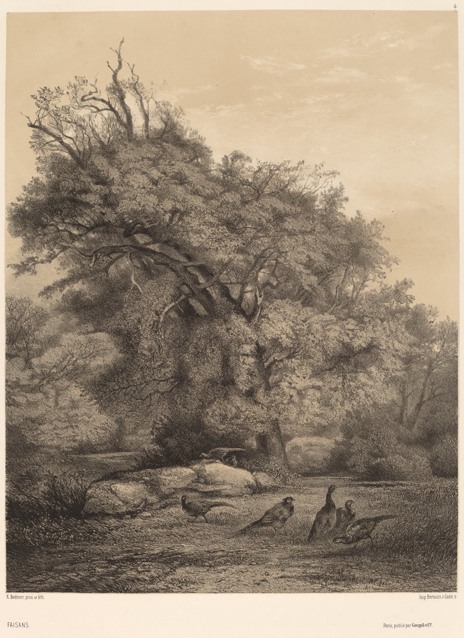 Faisans - Karl Bodmer