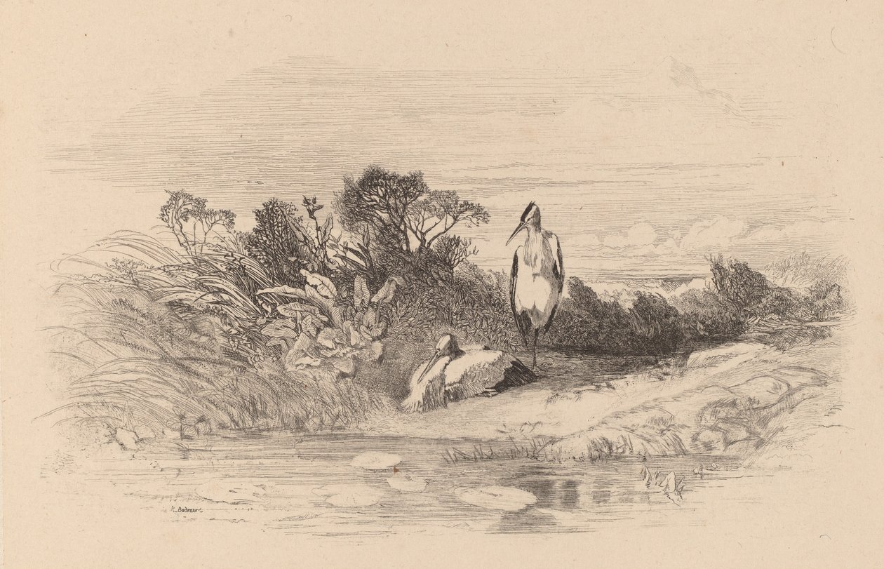 Hérons - Karl Bodmer