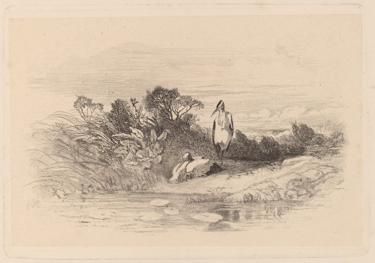 Hérons - Karl Bodmer