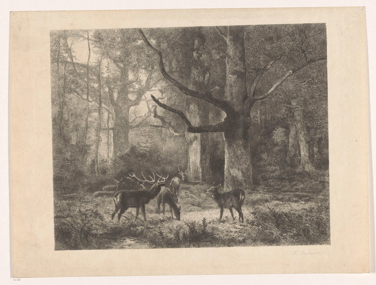 Cerfs dans une forêt - Karl Bodmer
