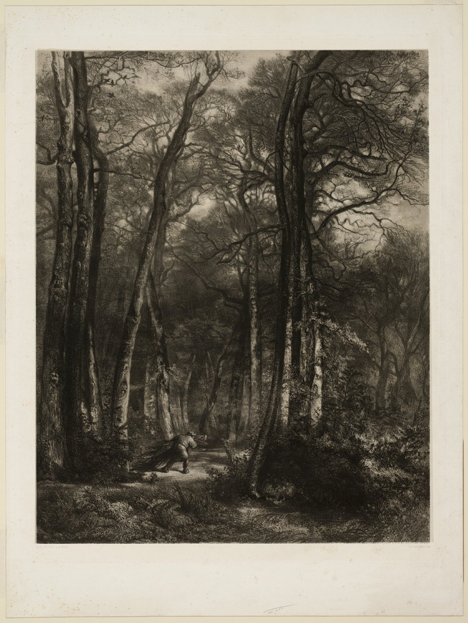 Dans la forêt - Karl Bodmer