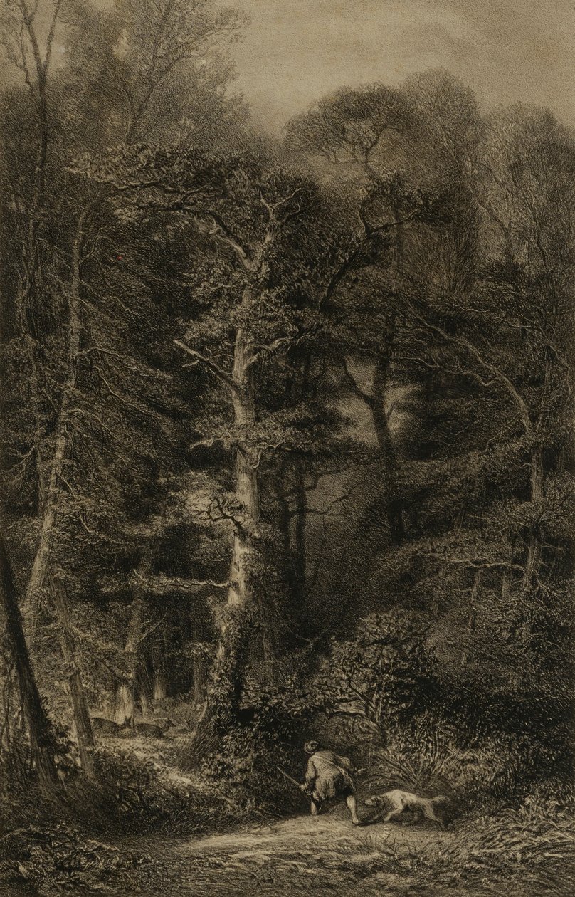 Interieur de Forêt - Karl Bodmer