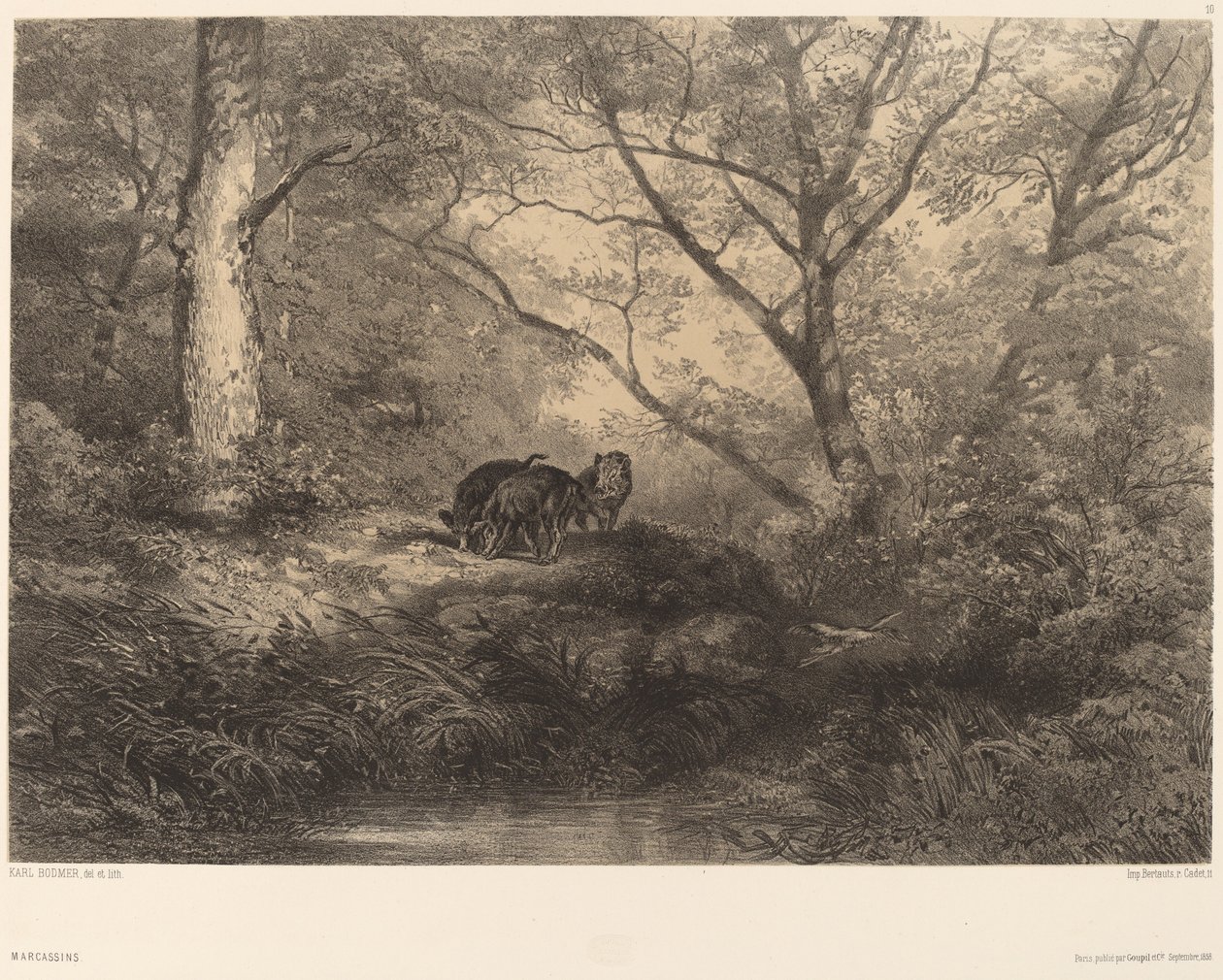 Marcassins - Karl Bodmer