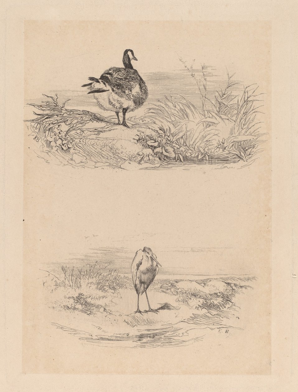 Oie, Héron - Karl Bodmer